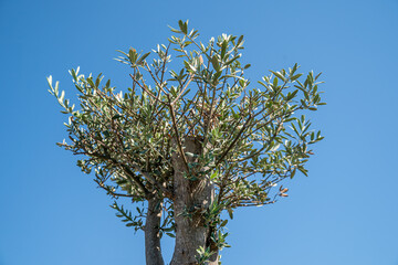 Pianta di ulivo e cielo