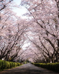 Fototapeta na wymiar 茨城県高萩市　桜満開のさくら宇宙公園