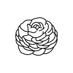 Ranunculus flower black line