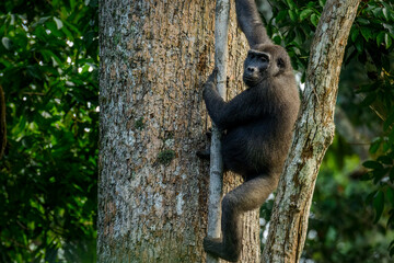 Western lowland gorilla (Gorilla gorilla gorilla) in Marantaceae forest. Odzala - Kokoua National Park. Cuvette-Ouest Region. Republic of the Congo, (Congo Brazzaville).