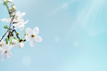 Beautiful floral spring.Beautiful spring background with branch of blossoming tree and flash of sun in nature - 589143989