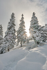 Obraz premium winter landscape with snow covered trees