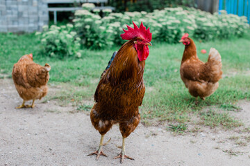 a rooster  in the Farm, pedigree rooster