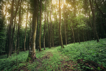 sun light in green forest at sunset