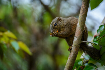 Red-legged Sun Squirrel (Heliosciurus rufobrachium) feeding. Odzala-Kokoua National Park. Cuvette-Ouest Region. Republic of the Congo