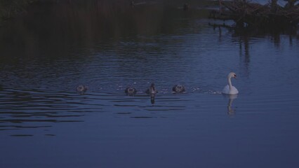 Beautiful view of swans and cygnets swimming in a lake