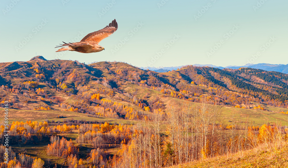 Poster Aerial view of autumn forest over the clouds with red tailed hawk -Autumn colorful landscape with colorful tree - Savsat, Artvin