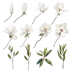 Fototapeta na wymiar set of white magnolia flowers