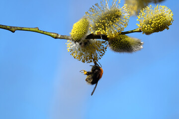 Fototapeta premium Furry bumblebee on blossom willow branch with bushy sprouts in bright spring day close up view