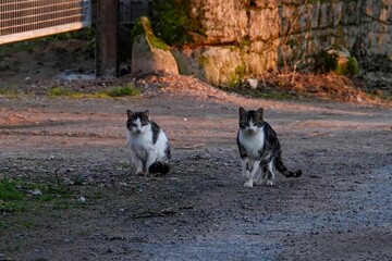 Naklejka na ściany i meble Closeup of two cats walking on a ground