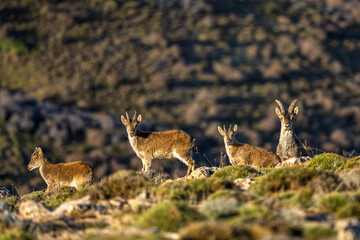 The Iberian ibex, also known as the Spanish ibex, Spanish wild goat and Iberian wild goat, Capra pyrenaica. Sierra Nevada mountain range, Spain.