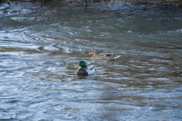 Couple of ducks swimming in a lake