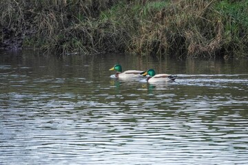 Couple of ducks swimming in a lake