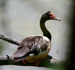 Closeup shot of a goose perched on a tree branch