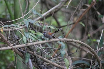 Closeup of a red-fronted fantail (Rhipidura rufifrons) perched on a branch on blurred background