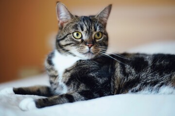 Beautiful yellow-eyed tabby cat lying on a white fabric.