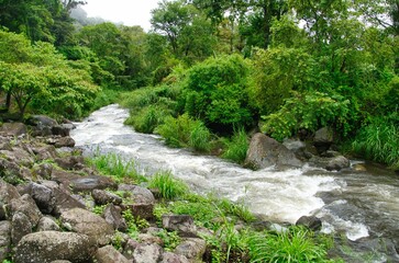 Fototapeta na wymiar Beautiful shot of a streaming river in a green forest