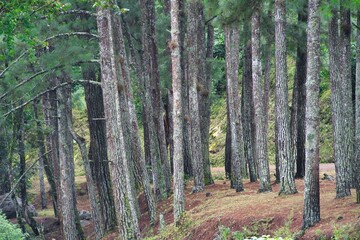 Obraz premium Beautiful shot of tall trees in a forest