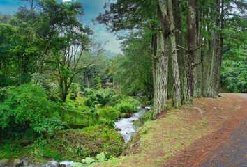 Beautiful shot from a road of a river flowing in a green forest