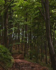 Vertical view of a natural pathway between the trees of a green forest