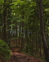 Obraz premium Vertical view of a natural pathway between the trees of a green forest