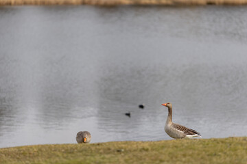 Two greylag geese standing on the grass by the lake