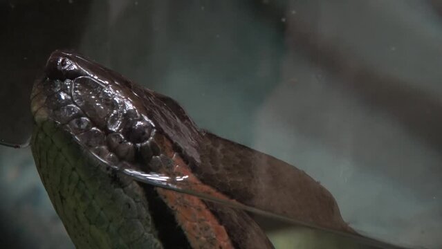 Head of green anaconda Eunectes murinus