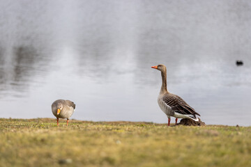 Two greylag geese standing on the grass by the lake