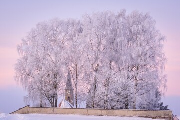 Beautiful shot of snowy white birch trees under a sunset sky