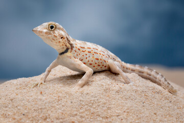 Pristurus carteri, commonly known as Scorpion-tailed Gecko, or Carter’s rock gecko is a species of gecko in the family Sphaerodactylidae.