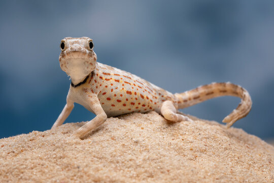 Pristurus carteri, commonly known as Scorpion-tailed Gecko, or Carter’s rock gecko is a species of gecko in the family Sphaerodactylidae.