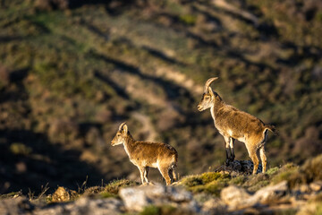 The Iberian ibex, also known as the Spanish ibex, Spanish wild goat and Iberian wild goat, Capra pyrenaica. Sierra Nevada mountain range, Spain.