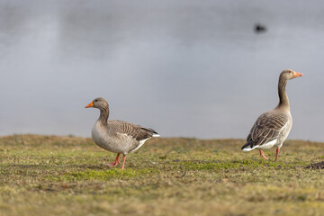 Obraz na płótnie Canvas Two greylag geese standing on the grass by the lake