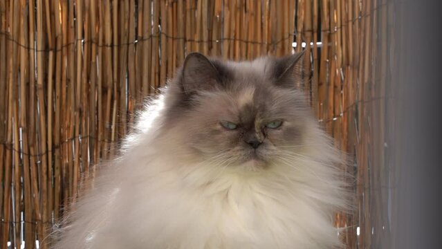 sch&ouml;ne Perser Katze vor einem Bambus Hintergrund