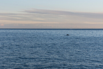 Obraz premium imagen de un paisaje de mar, con nubes en el cielo azul, y una ballena jorobada saliendo del mar a lo lejos