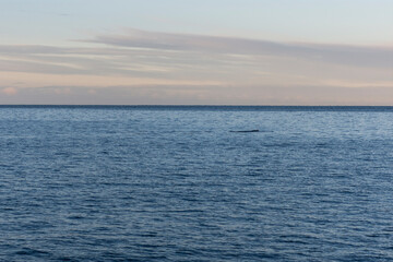 imagen de un paisaje de mar, con nubes en el cielo azul, y una ballena jorobada saliendo del mar a lo lejos
