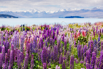 Fototapeta na wymiar Panorama landscape at Lake Tekapo and lupine flowers background in New Zealand