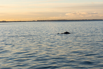 Obraz premium Imagen de una ballena jorobada sal sacando la alerta con el atardecer de fondo