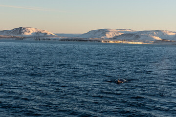Fototapeta na wymiar imagen de la aleta de una ballena jorobada en el mar con las montañas de fondo y el cielo azul