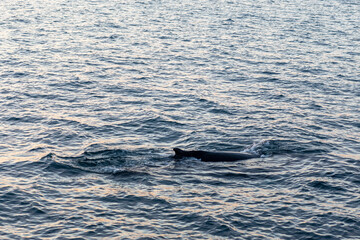 Naklejka premium imagen de la aleta de una ballena jorobada en el mar