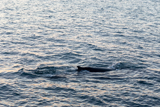 imagen de la aleta de una ballena jorobada en el mar