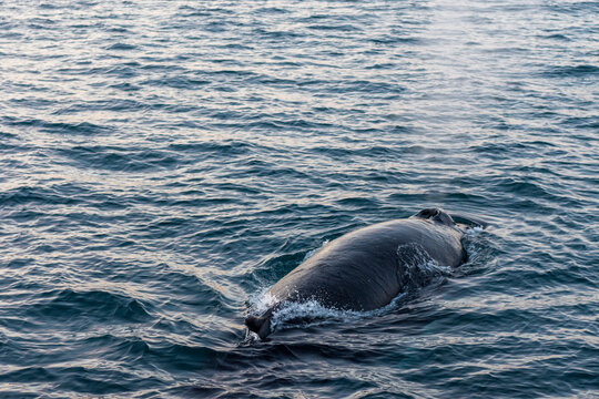 imagen de la aleta de una ballena jorobada en el mar