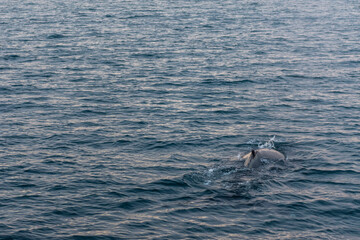 Fototapeta premium Imagen de la espalda de una ballena jorobada saliendo del mar