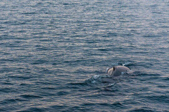 imagen de la aleta de una ballena jorobada en el mar