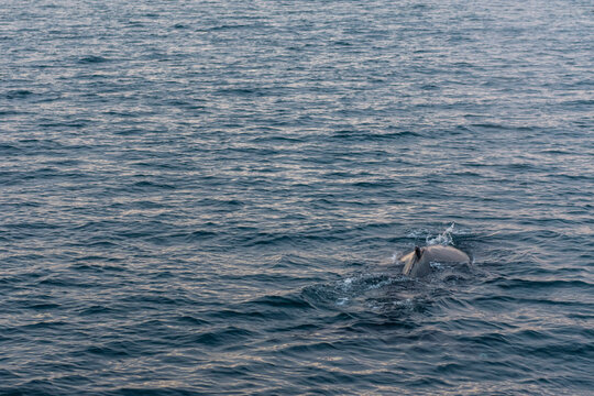 Imagen de la espalda de una ballena jorobada saliendo del mar