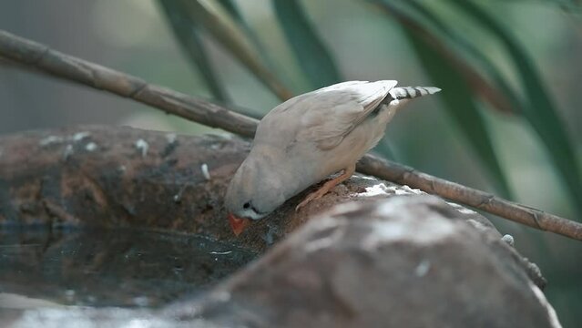 Zebra finches bird is sitting and drinking a water. 