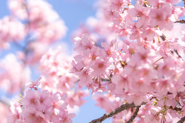 pink cherry blossom