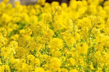 rape blossoms