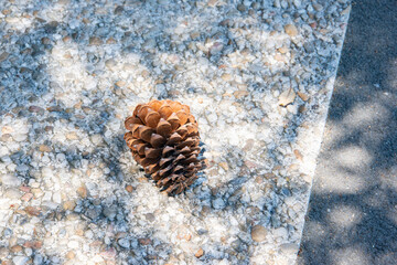 une pomme de pin sur des dalles gravillonnées