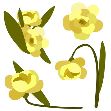Spring set of yellow flowers with stems. A set of vector images of isolated realistic rose petals, flowers, branches, leaves. Illustration of the design of a spring growing flower
